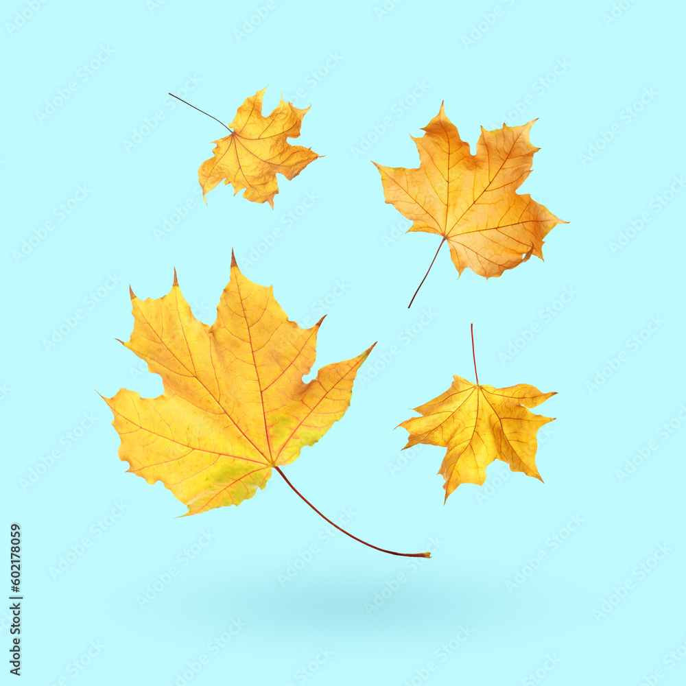Obraz premium Maple leaves falling on light blue background