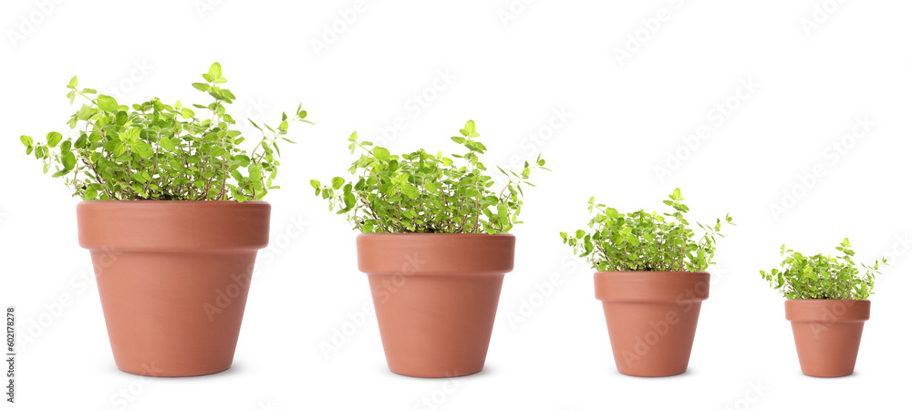 Oregano growing in pots isolated on white, different sizes Oregano growing in pots isolated on white, different sizes