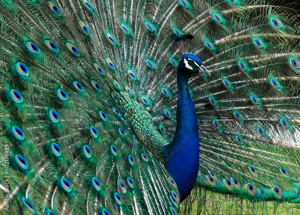 Obraz premium A close up of a peacock's head and neck surrounded by colorful plumage feathers, the lens focus on the head.