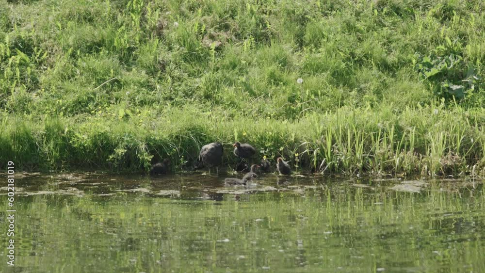 Family of black coots on a pond shore Family of black coots on a pond shore