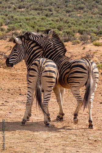 Фотография Two Zebras playing