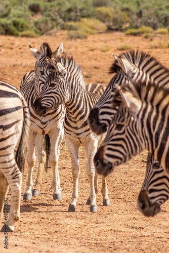 Portrait of zebras standing