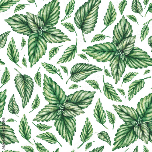 Seamless pattern with watercolor sprigs of mint on a white background © SashaKondr