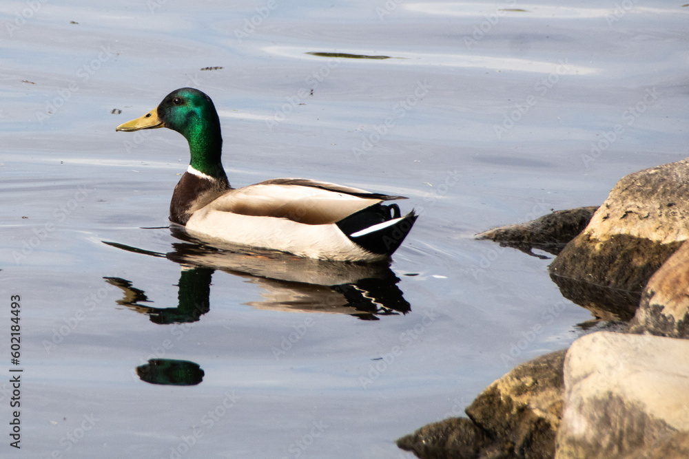 Obraz premium duck on the water