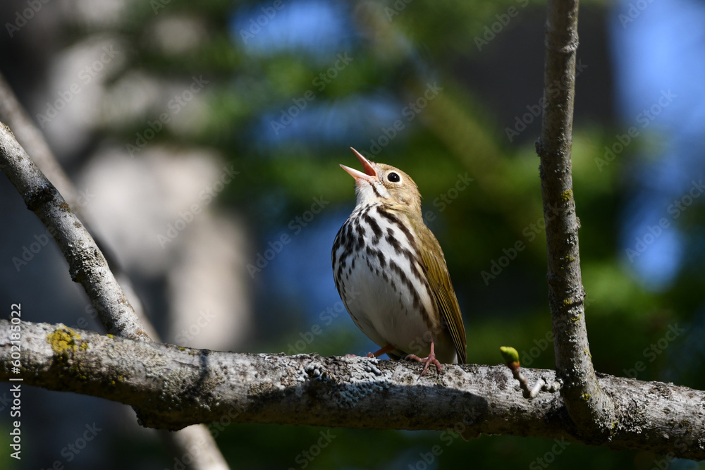 Cute little Ovenbird sits perched on a branch singing in the forest
Cute little Ovenbird sits perched on a branch singing in the forest
