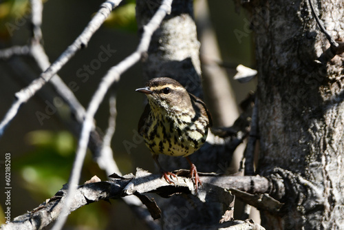 A Northern Waterthrush bird sits perched on a branch in the forest