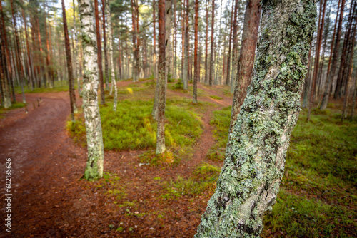 Kemeri National Park in Latvia photo
