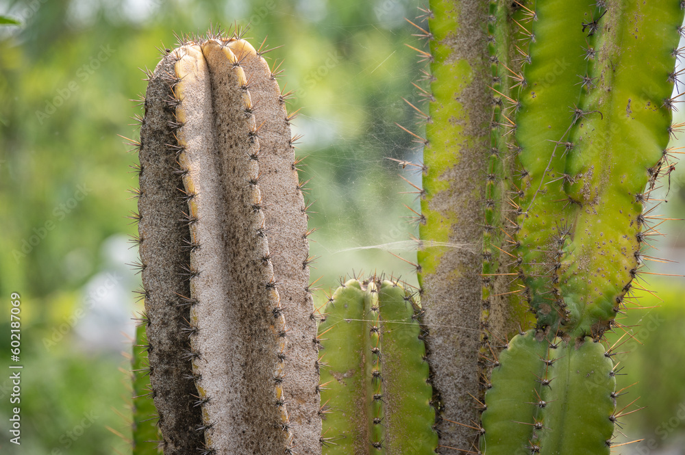 Naklejka premium Close up of Cereus cactus having problem with scale insect attached and sucking sap from this plant.