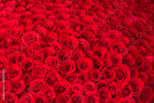 red rose background ,natural texture