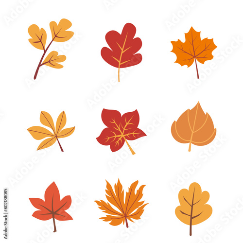 Hand drawn autumn leaf illustration on white background