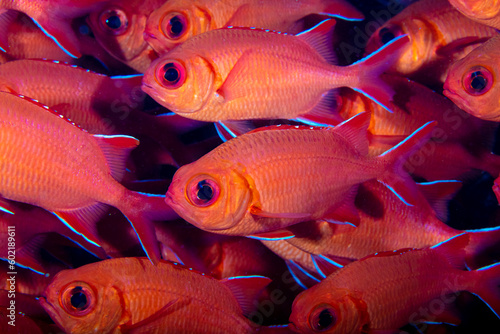 Fotografie soldierfish