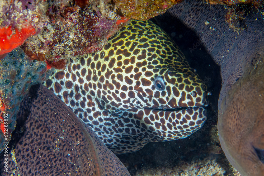 Fototapeta premium Moray eels