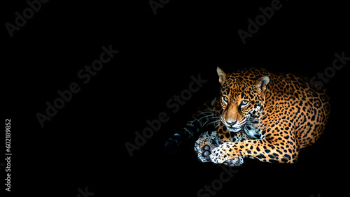 A jaguar lying down making eye contact isolated on a black background with room for text