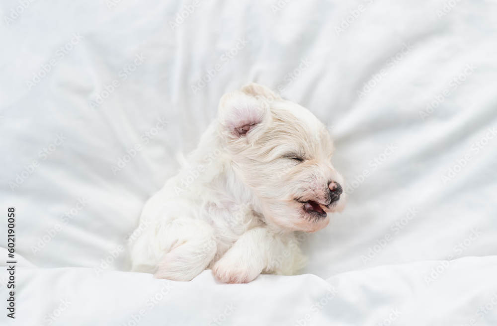 Tiny Bichon Frise puppy sleeps under white blanket on a bed at home. Top down view Tiny Bichon Frise puppy sleeps under white blanket on a bed at home. Top down view