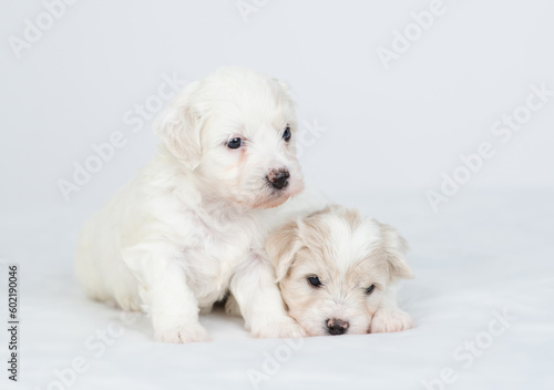 Fototapeta Naklejka Na Ścianę i Meble -  Two tiny Bichon Frise puppy lying under  white blanket on a bed at home