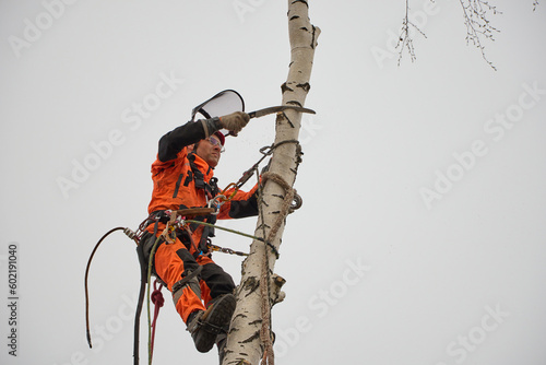 Tree surgeon. Working with a chainsaw. Sawing wood with a chainsaw. 