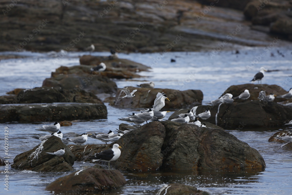 terns and seagulls on the Maclear beach terns and seagulls on the Maclear beach