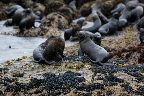Sea lions on the rocks of Duiker Island photo