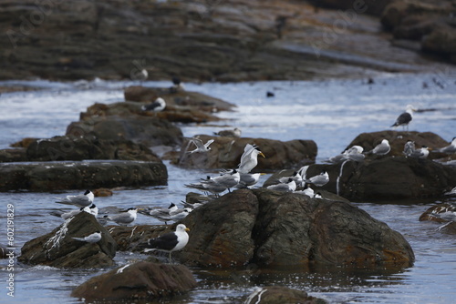 terns and seagulls on the Maclear beach