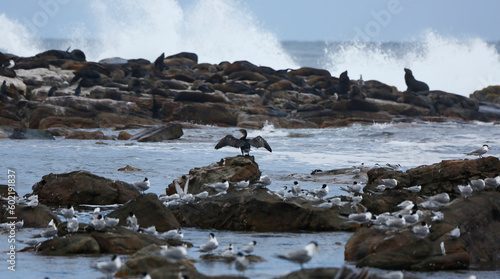 Cormorants and terns on the Maclear beach photo