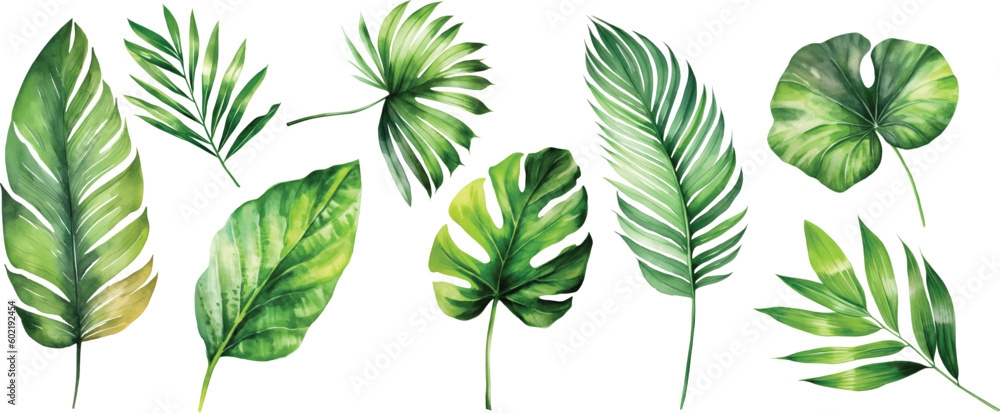 Exotic plants, palm leaves, monstera on an isolated white background, watercolor vector illustration - obrazy, fototapety, plakaty 