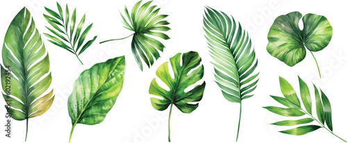 Obraz na plátne Exotic plants, palm leaves, monstera on an isolated white background, watercolor