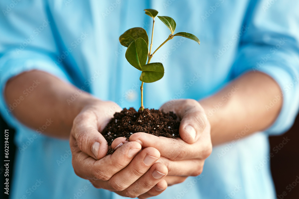 Plant, growth and sustainability with the hands of a person holding a budding flower in soil closeup for conservation. Earth, spring and nature with an adult nurturing plants in dirt for ecology Plant, growth and sustainability with the hands of a person holding a budding flower in soil closeup for conservation. Earth, spring and nature with an adult nurturing plants in dirt for ecology