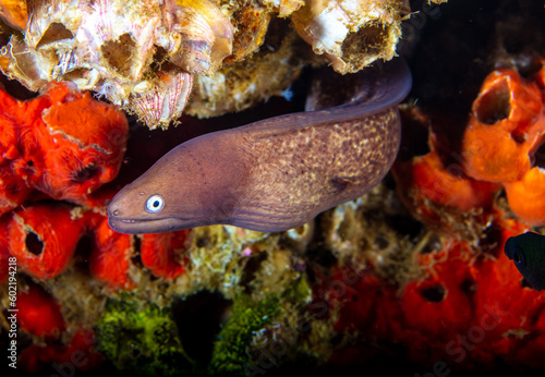 White-eyed moray eel © Nick Hobgood