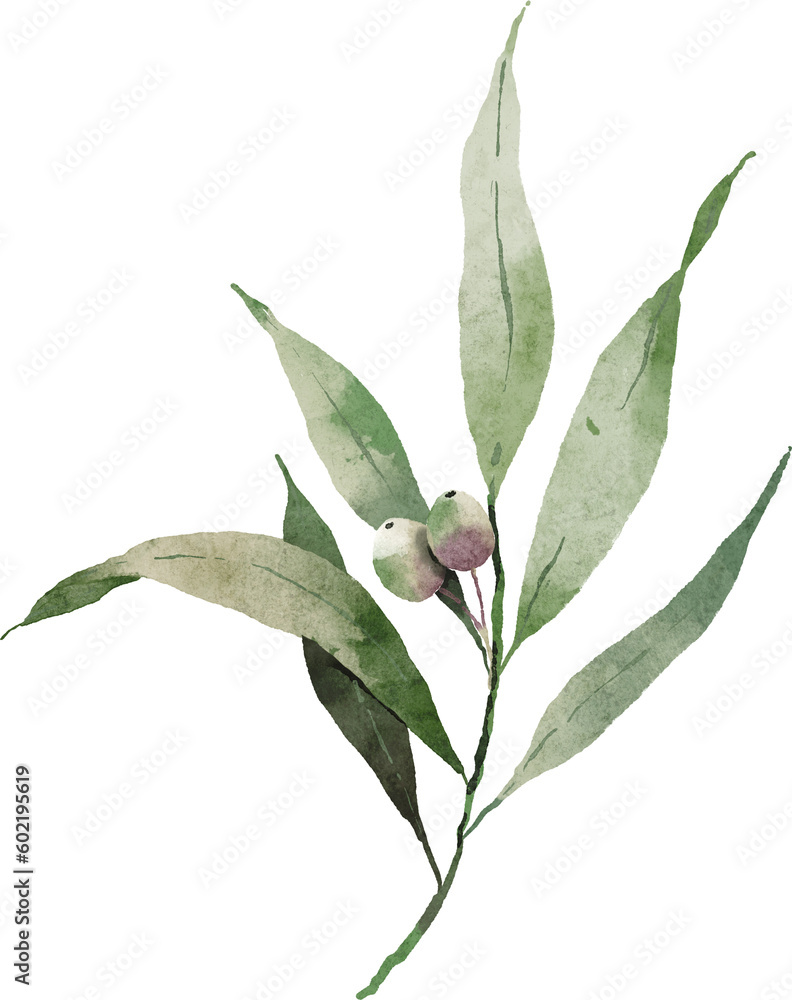 Olive leaves small branch watercolor digital painting Olive leaves small branch watercolor digital painting