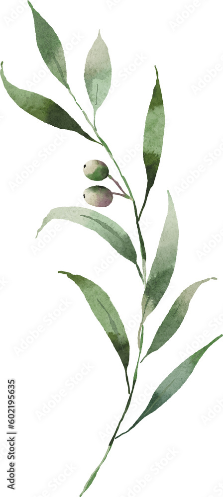 Olive curve shape of leaves watercolor digital painting