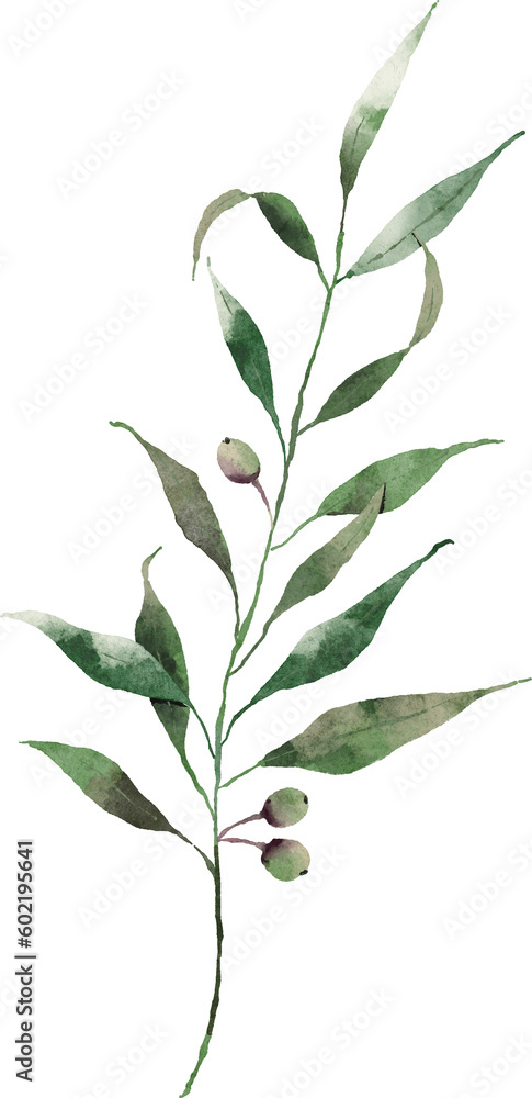Olive leaves watercolor element design