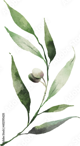 Olive leaves curve shape watercolor digital painting