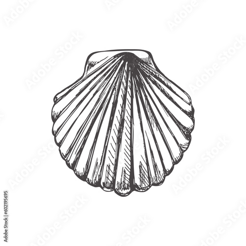 Realistic hand drawn sketch of saltwater scallop seashell, clam, conch. Scallop sea shell, sketch style vector illustration isolated on white background.