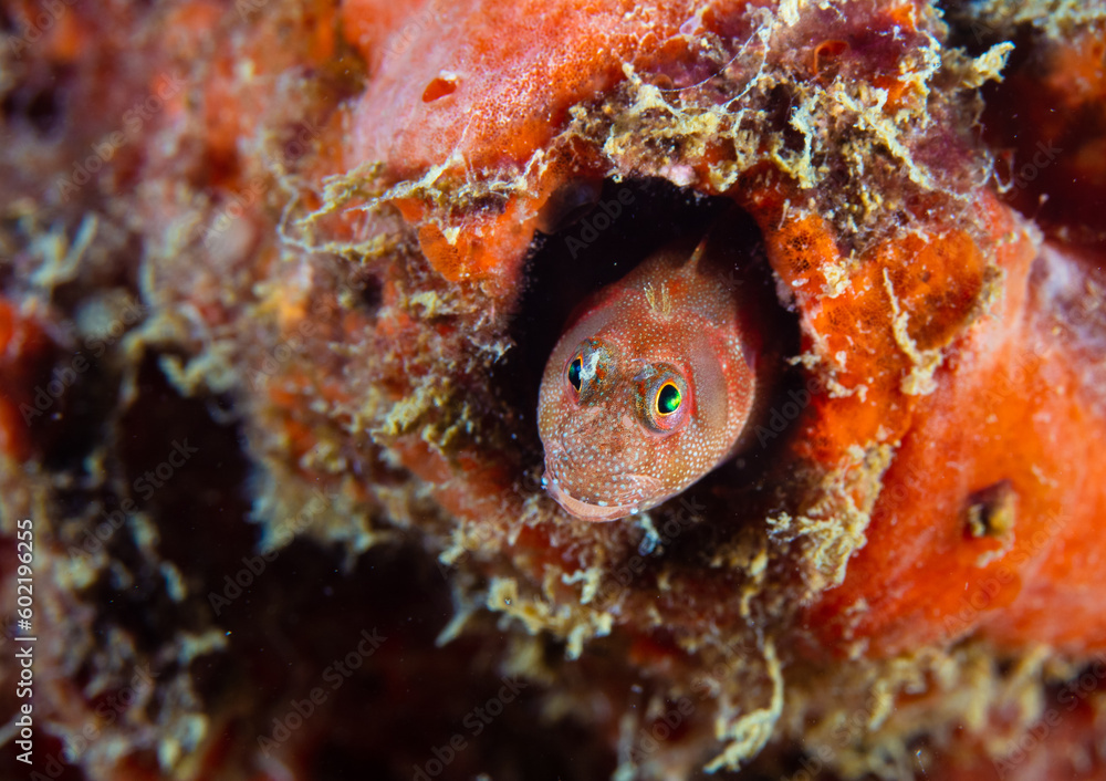 Blenny Blenny