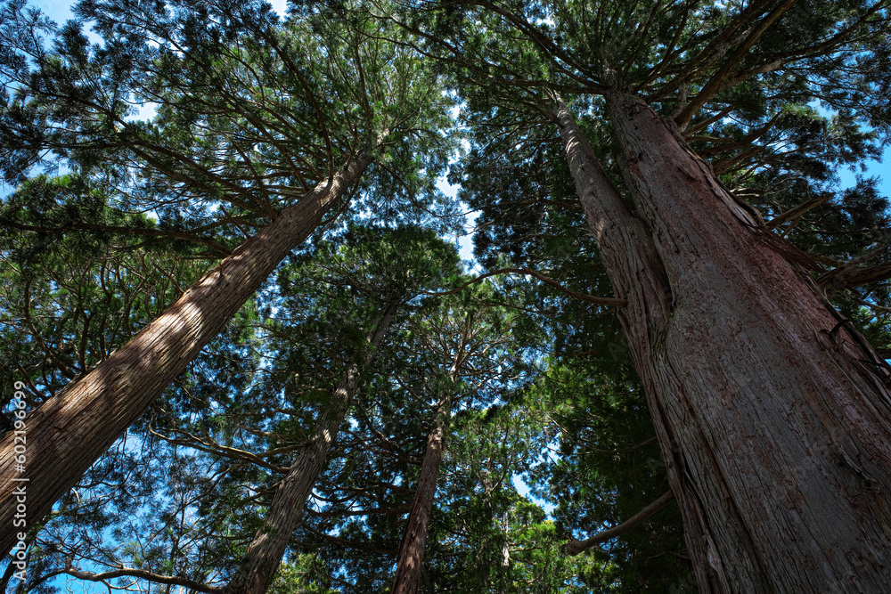 Fototapeta premium 杉の大木 戸隠神社奥社参道