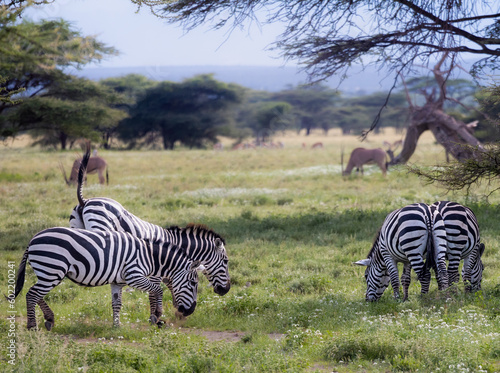 Vászonkép Zebras eat grass while gazelles linger in the background