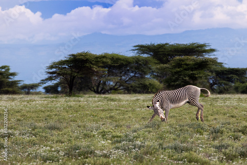 Zebra bucks in an open field in Kenya, behind it moutains jut from the tree line © Joseph