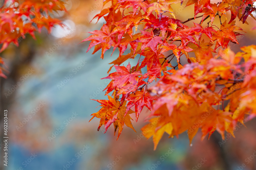 雨上がり、艶めく紅葉