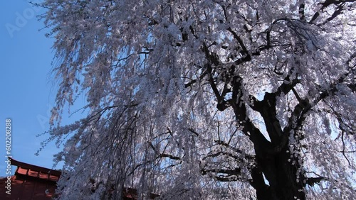 Wallpaper Mural しだれ桜の輝き Torontodigital.ca