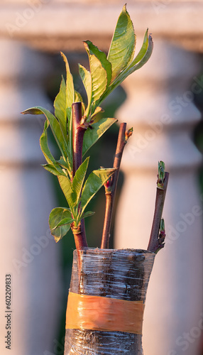 The Perfect Pair: Peach and Almond Rootstock Unite