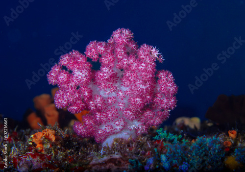Tablou canvas Soft corals