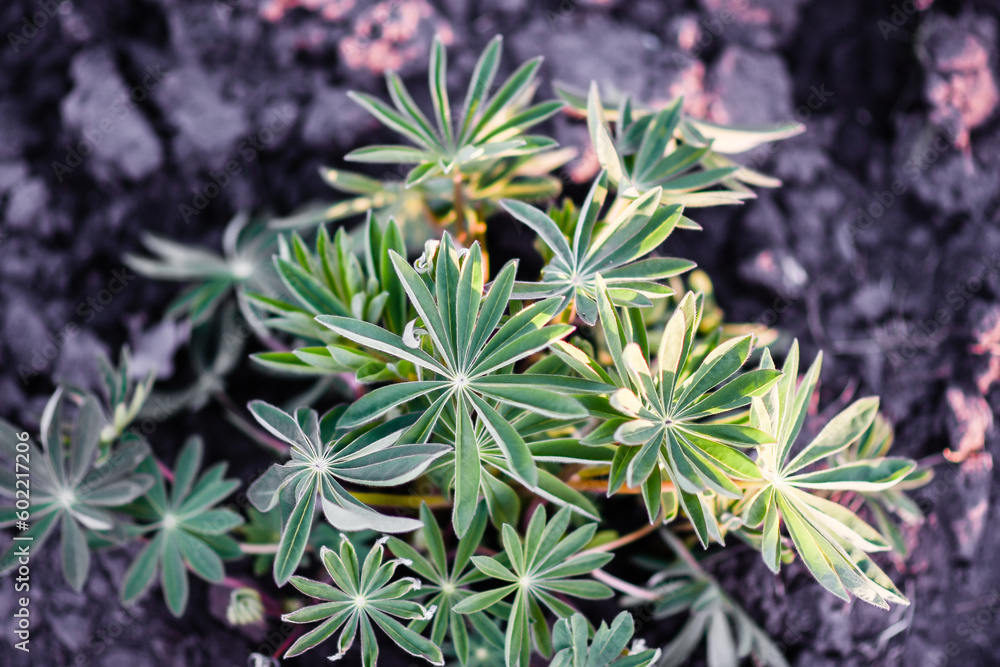 Fototapeta premium Lupinus flower before flowering. in spring. lupine