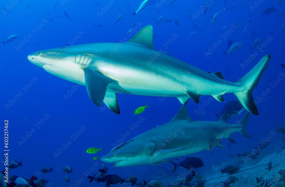 Fototapeta premium Sharks