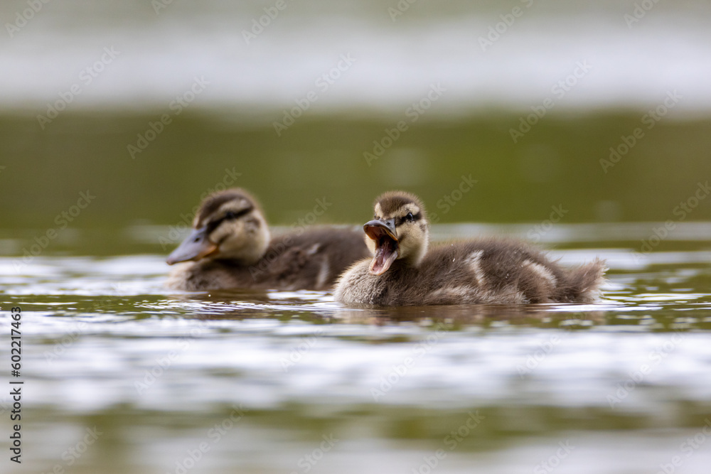 Mallard duck younglings Mallard duck younglings