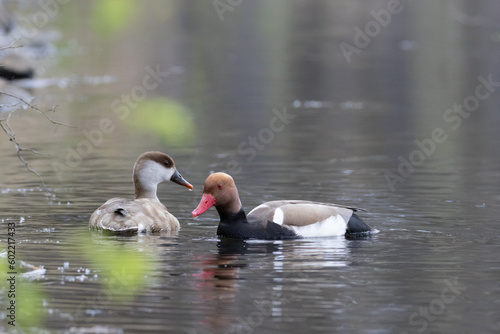 Red-crested Pochard male and female