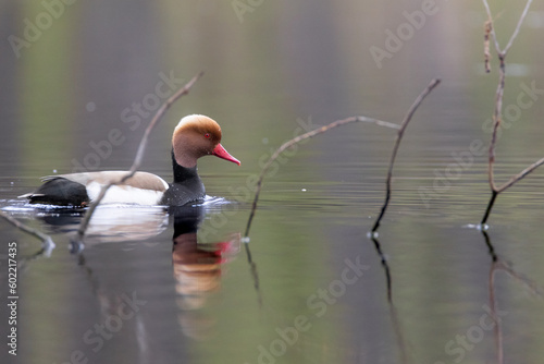 Red-crested pochard