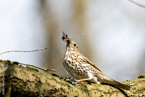 Song trush with insects in its beak