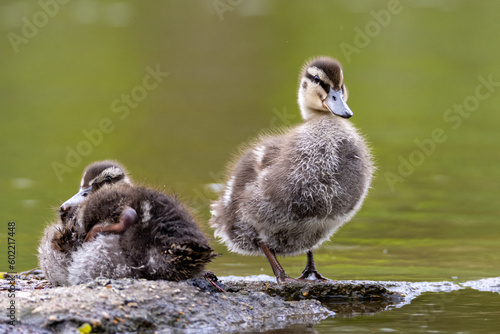 Mallard duck younglings