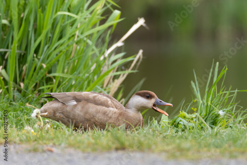 Red-crested pochard female