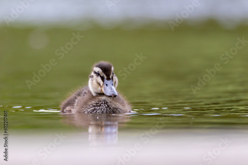 Slika na platnu Mallard duck youngling